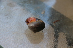 Pommerhelix mastersi