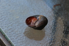 Pommerhelix mastersi