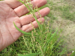 Atriplex patens