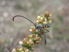 Anubis clavicornis