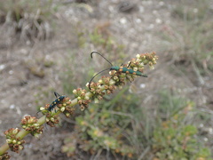 Anubis clavicornis