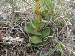 Crassula capitella capitella