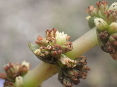 Crassula capitella capitella