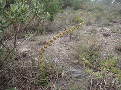 Crassula capitella capitella