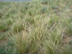 Stipa sareptana