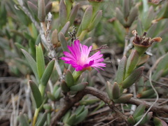 Ruschia congesta