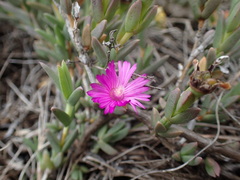 Ruschia congesta