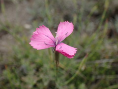 Dianthus thunbergii