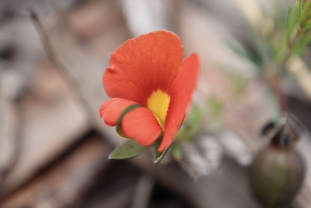 Dwarf Wedge-pea