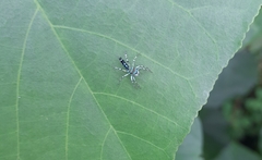 Cosmophasis valerieae