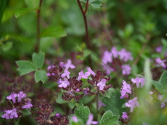 Thymus linearis