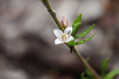 Cyanothamnus nanus nanus