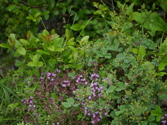 Thymus linearis