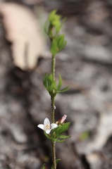 Cyanothamnus nanus nanus