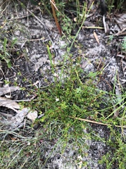 Cyanothamnus nanus nanus