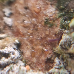 Paranectria oropensis