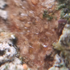 Paranectria oropensis