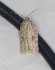 Acleris roscidana