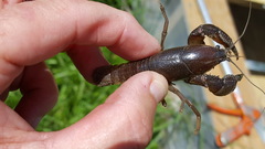 Fallicambarus houstonensis