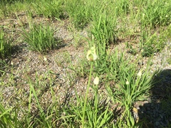 Allium canadense canadense