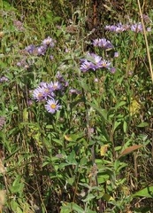 Aster amellus bessarabicus
