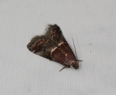 Acrobasis marmorea