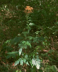 Jacobaea othonnae
