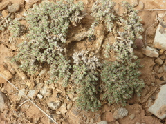 Nanophyton erinaceum