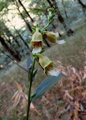 Digitalis nervosa