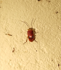 Cistelomorpha semirubra