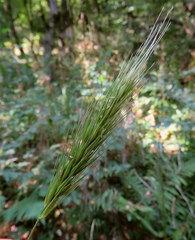 Hordelymus europaeus