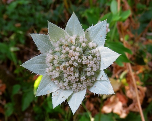 Caucasian Astrantia