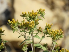 Pentanema squarrosum