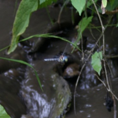 Caliaeschna microstigma