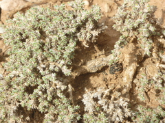 Nanophyton erinaceum