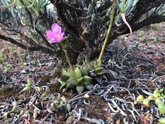 Anacampseros telephiastrum