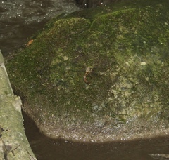 Caliaeschna microstigma