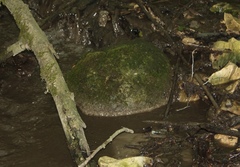 Caliaeschna microstigma