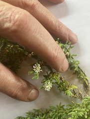 Mesembryanthemoideae