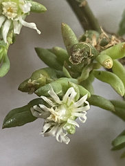 Mesembryanthemoideae