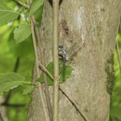 Caliaeschna microstigma