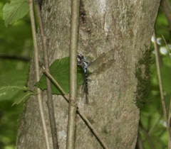 Caliaeschna microstigma
