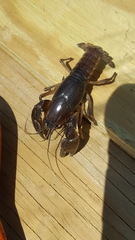 Fallicambarus houstonensis
