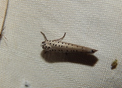 Yponomeuta fumigatus