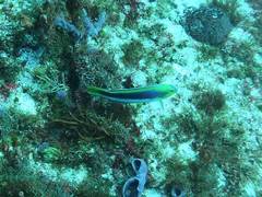 Halichoeres cyanocephalus
