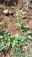 Mecardonia procumbens