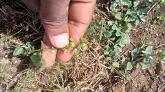 Mecardonia procumbens