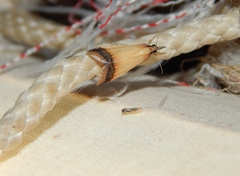 Pseudonoorda rubricostalis