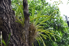 Haplopteris ensiformis
