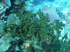 Parazoanthus swiftii